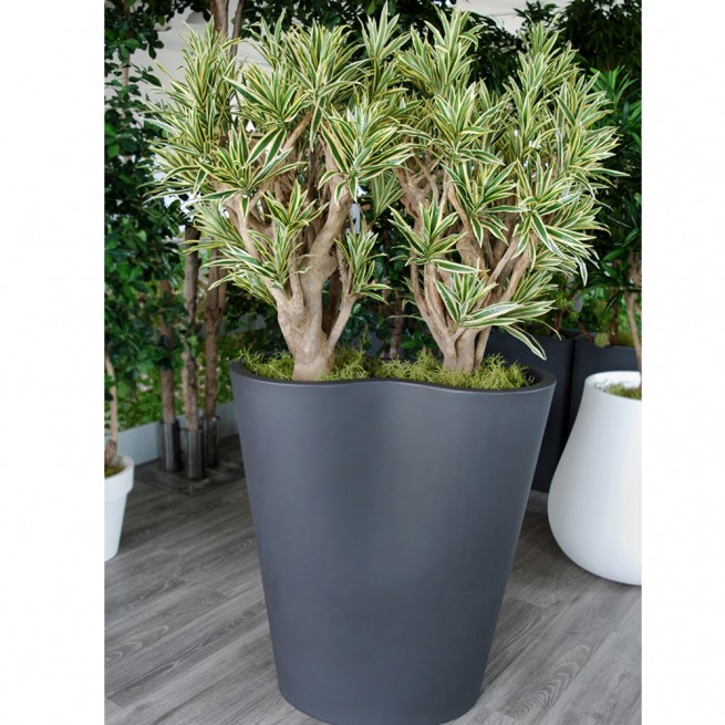Planta semi-artificiala Ila, Dracaena Reflexa Robusta Variegated - 185 cm
